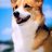 CorgiLishoush